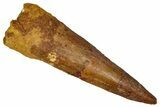 Bargain, Fossil Spinosaurus Tooth - Real Dinosaur Tooth #350099-1